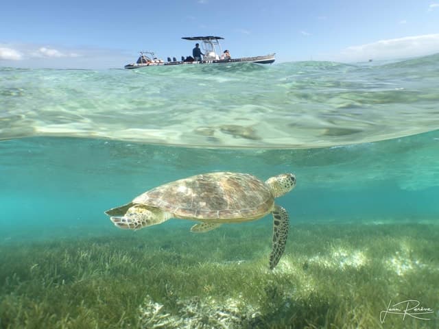 Noumea, Signal Island & Swimming with Turtles for cruisers