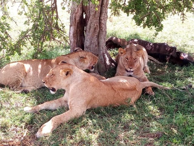 Ol Pejeta Conservancy Full Day Tour From Nairobi
