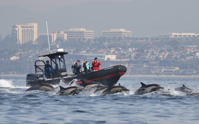Newport Beach: Ultimate Whale Watching Adventure