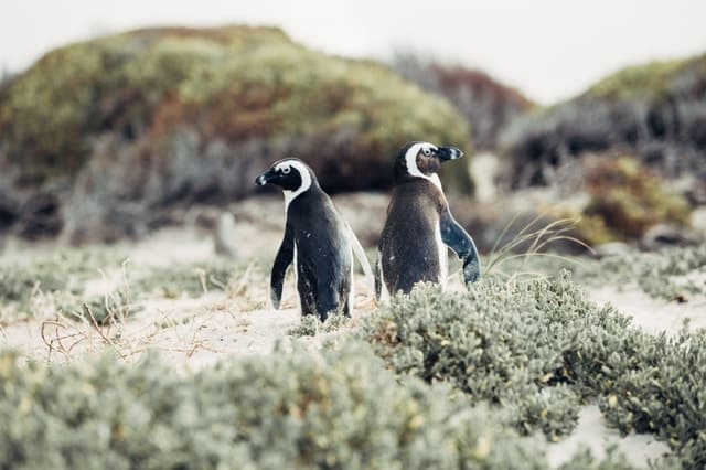 Cape Peninsula and Penguin Colony Full-Day Tour