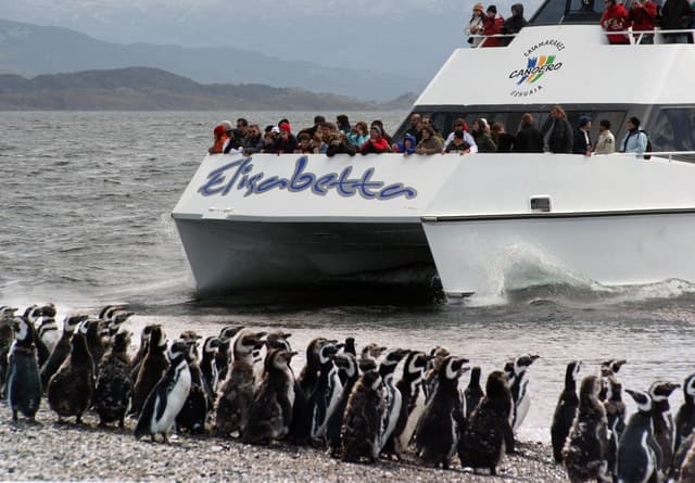 Ushuaia: Penguin Watching Tour by Catamaran