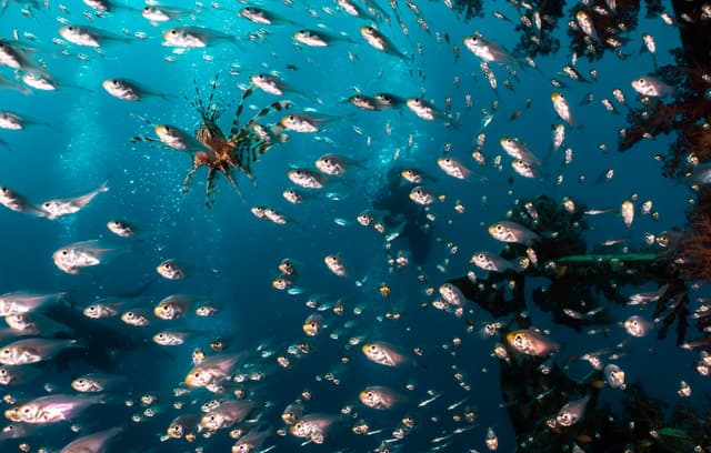 Eilat Open Water Diver Course: Red Sea Certification