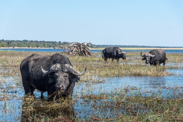 Chobe National Park: Day Trip, Safari drive & River Cruise