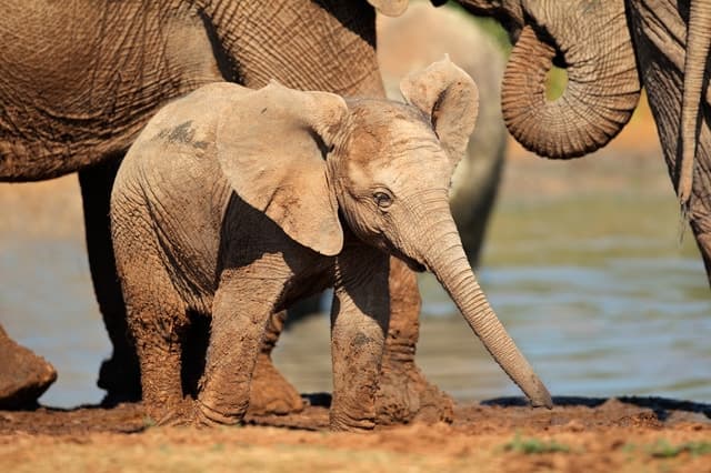 Port Elizabeth: Addo Elephant Park All-Inclusive Day Safari