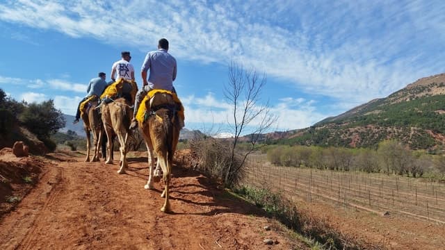 Top-Rated Horse Tours in Palmeraie Grove