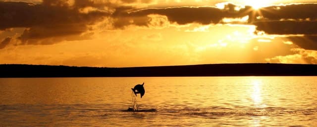 Best Lim Bay Dolphin Watching Tours in Porec, Croatia