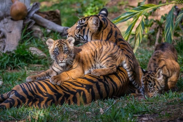 San Diego Zoo