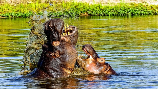 Kruger National Park: 3-Hour Walking Safari