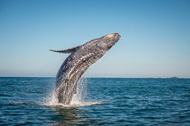 From Ma'alaea: Afternoon Whale Watch Tour Aboard the Malolo