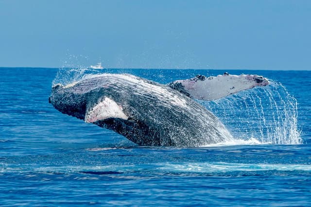Ma'alaea Harbor: Whale Watching Tour Aboard Power Catamaran