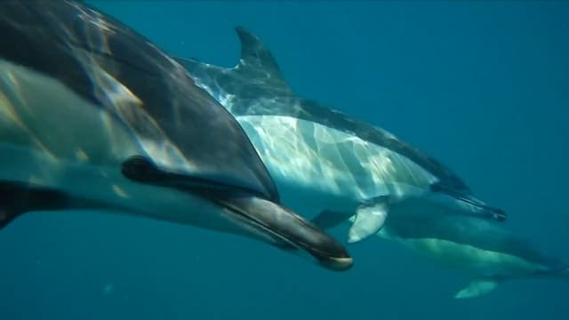Best Dolphin Watching Tours & Marine Life Experiences