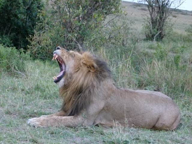 Nairobi National Park: Guided Full-Day or Half-Day Safari