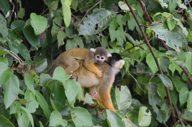 Puerto Maldonado: 4-Day Tambopata Rainforest Tour