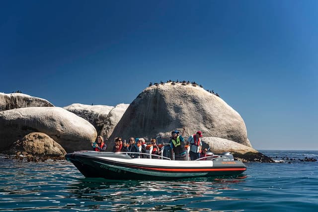 Epic Marine Adventures: Cape Town Ocean Safari Tours