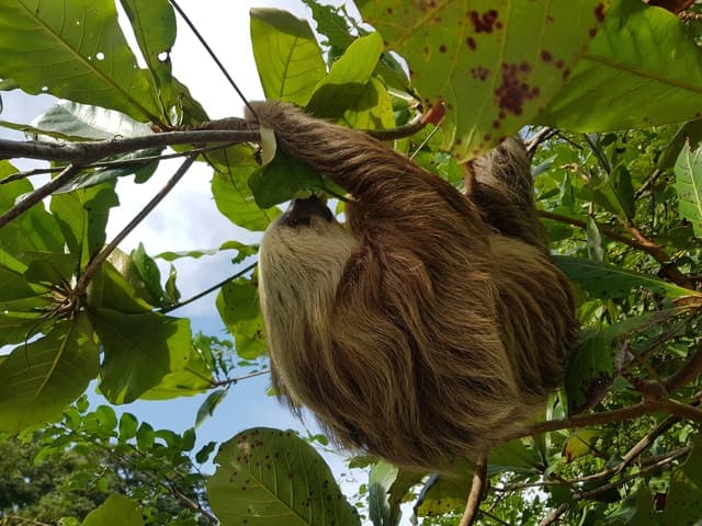 Puerto Limon: City Highlights and Cahuita National Park Tour