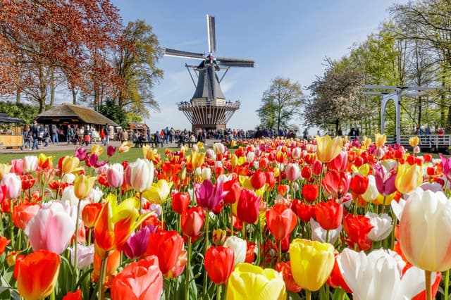 From Brussels: Keukenhof & Windmills Full-Day Guided Tour
