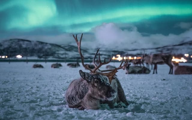 Tromsø: Reindeer Sled, Dinner, and Chance of Northern Lights