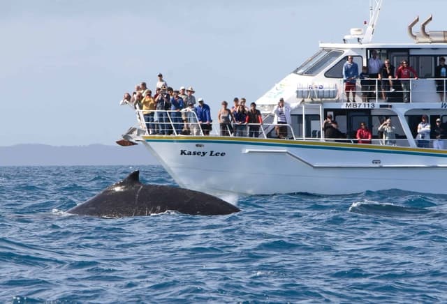 Phillip Island: Whale Watching Boat Tour