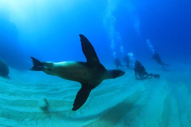 Los Cabos 3-Hour Certified Scuba Diving Tour