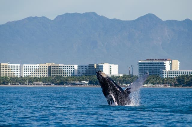 Catamaran Whale Watching Cruise with Open Bar & Meals