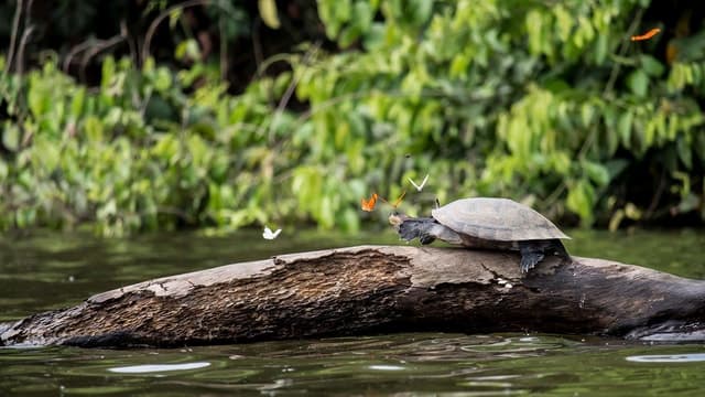 Tambopata Peruvian Amazon Jungle for Three Days/Two Nights