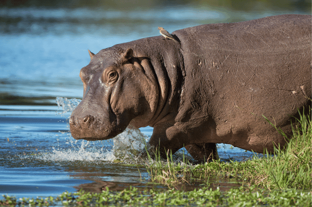Murchison Falls: 4-Hour Game Drive with Optional Boat Cruise