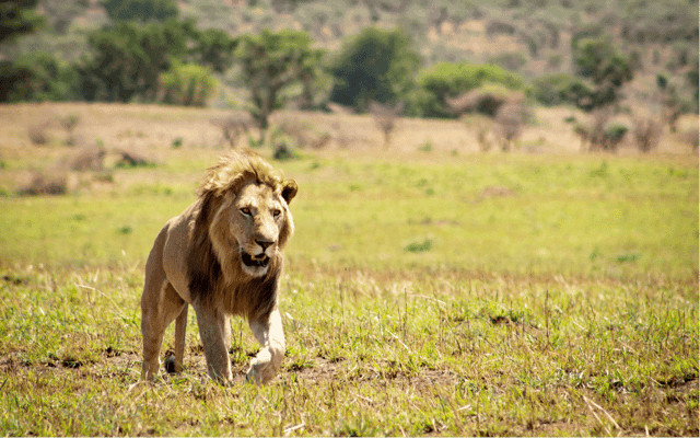 Queen Elizabeth: 4-Hour Game Drive & Optional Boat Cruise