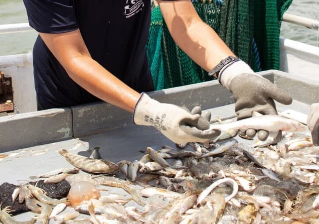 Hilton Head Crabbing Expedition
