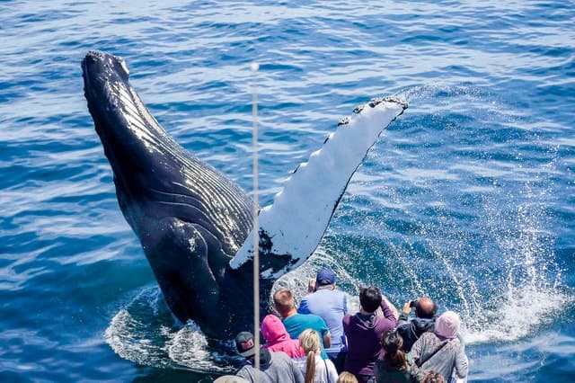 Best Boston Whale Watching Tours & Options