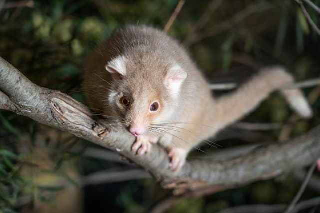 Unforgettable Wildlife Encounters at Bonorong Hobart