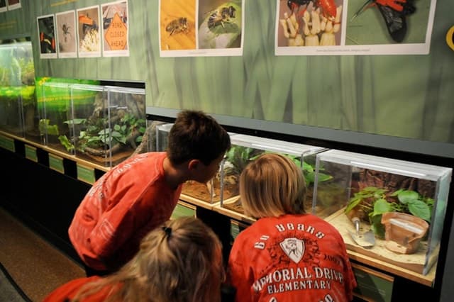 Houston Museum of Natural Science: Butterfly Center Ticket