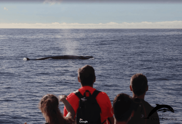 La Palma: Whale Watching Experience and Coastal Highlights