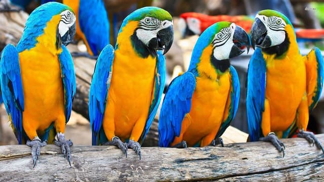 From Iquitos: 3-Day Amazon Jungle Adventure Trip