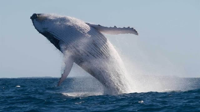 Mooloolaba: 2-Hour Whale Watching Adventure
