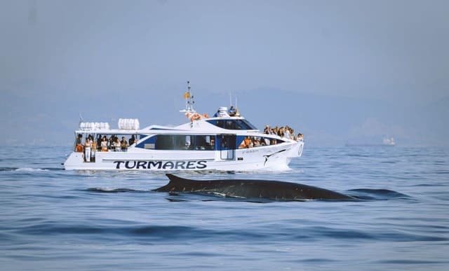 Tarifa: Whale & Dolphin Watching in the Strait of Gibraltar