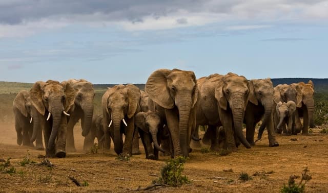 Full-Day All Inclusive Safari with Traditional Braai Lunch