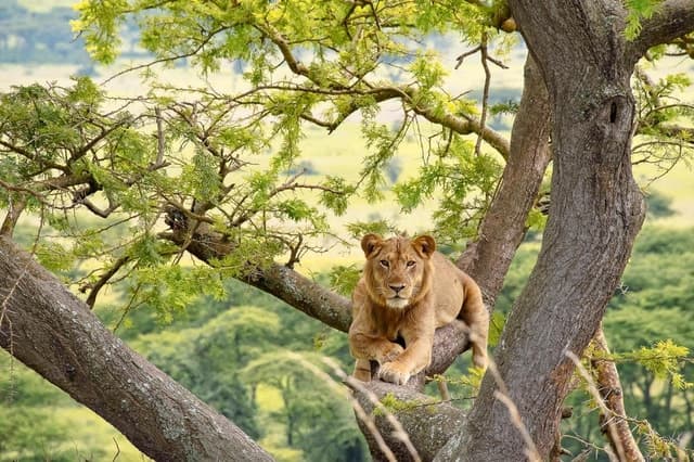 5 Days Safari in Uganda