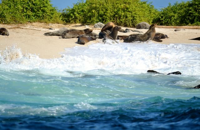 Galapagos: 4 Days Santa Cruz & Bahia Tour with Full Board