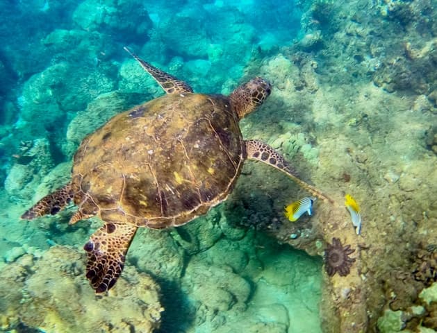 Wailea Beach: Snorkeling for Non-Swimmers Guided Tour