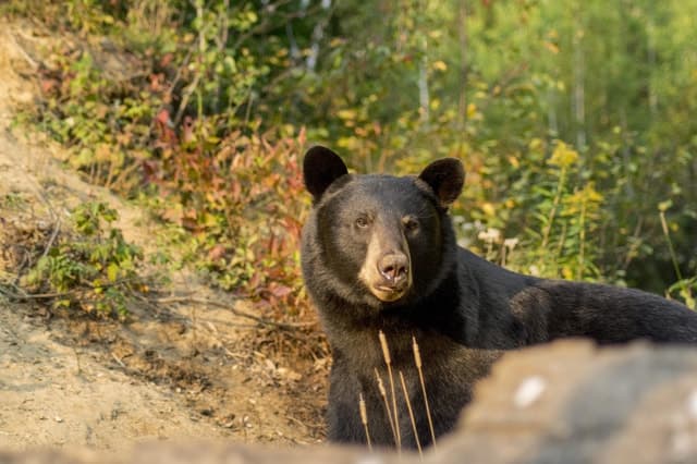Tadoussac/Charlevoix: Whale Watching Tour & Bear Observation