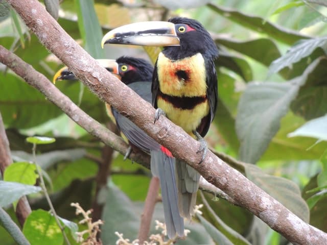 From Quito: Guided Day Trip to the Mindo Cloud Forest
