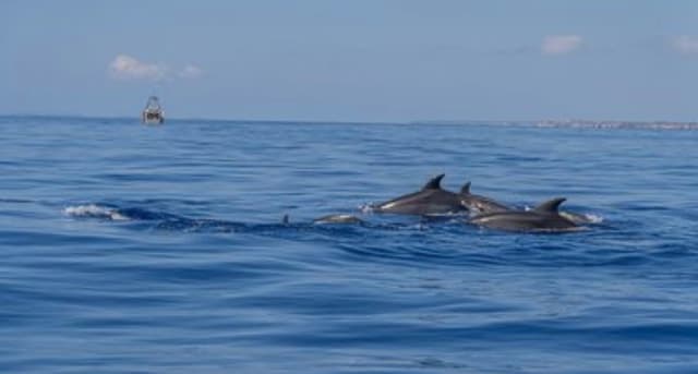 From Can Picafort: Dolphin Watching and Cave Boat Trip
