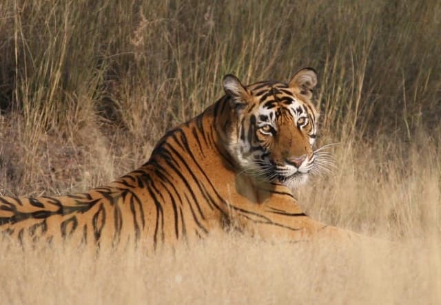 Best Jaipur to Ranthambore Taxi & Transfer Services