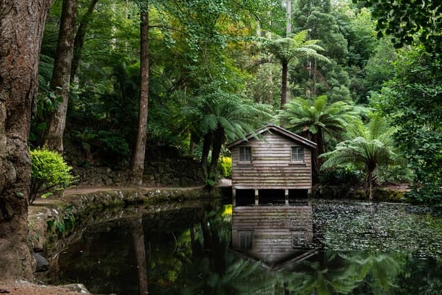 From Melbourne: Dandenong Ranges Private Day Tour