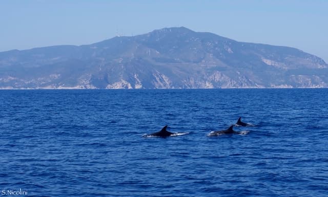 From Porto Ercole: Giannutri Island Snorkeling Boat Trip