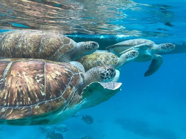 Best Sao Vicente Turtle Snorkeling Adventures in Mindelo