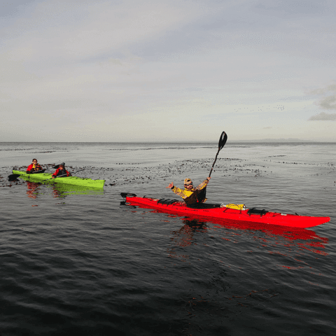 Punta Arenas: Kayaking Trip with Wildlife