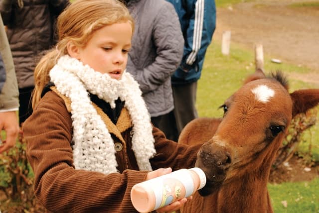 Estancia 25 de Mayo Tour: Authentic El Calafate Experience