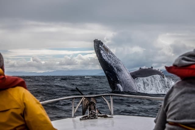 Alaska: Kenai Fjords & Denali National Park 5 Day Adventure