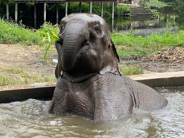 Chiang Mai: Small Group Ethical Elephant Sanctuary Tour